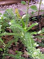 Achillee millefeuille - Parc de la Tete d'Or (55) (Photo F. Mrugala)